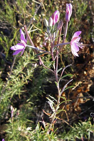 Epilobium dodonaei \ Rosmarin-Weidenrschen / Alpine Willowherb, D Mannheim 4.9.2013