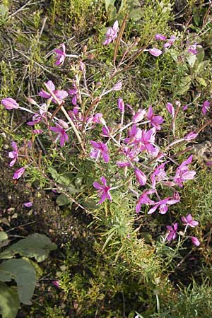 Epilobium dodonaei \ Rosmarin-Weidenrschen / Alpine Willowherb, D Mannheim 21.9.2013