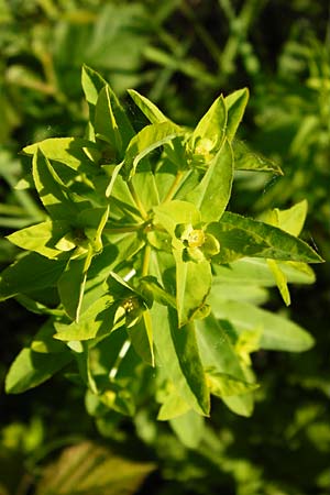 Euphorbia dulcis \ Se Wolfsmilch / Sweet Spurge, D Ketsch 16.5.2014