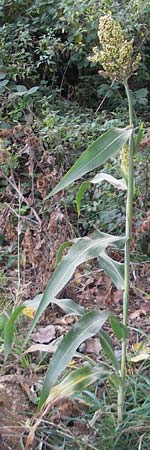 Sorghum bicolor agg. \ Mohrenhirse, Zucker-Hirse / Great Millet, D Wagh&auml;usel 10.10.2011