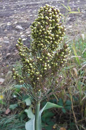 Sorghum bicolor agg. \ Mohrenhirse, Zucker-Hirse / Great Millet, D Wagh&auml;usel 10.10.2011