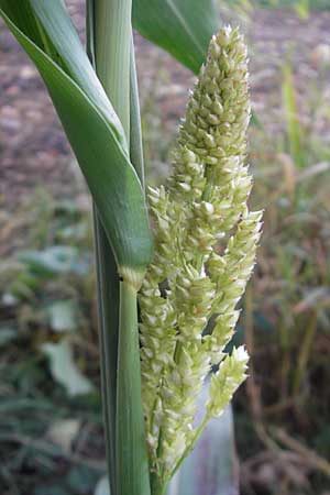 Sorghum bicolor agg. \ Mohrenhirse, Zucker-Hirse / Great Millet, D Wagh&auml;usel 10.10.2011
