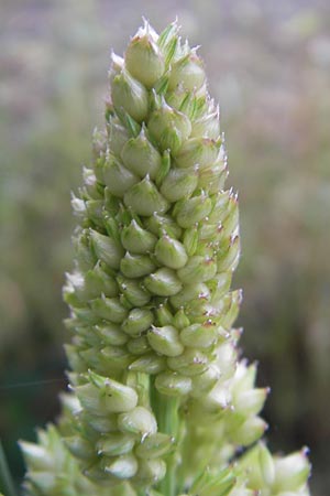 Sorghum bicolor agg. \ Mohrenhirse, Zucker-Hirse / Great Millet, D Wagh&auml;usel 10.10.2011