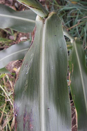 Sorghum bicolor agg. \ Mohrenhirse, Zucker-Hirse / Great Millet, D Wagh&auml;usel 10.10.2011