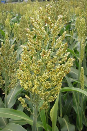 Sorghum bicolor agg. \ Mohrenhirse, Zucker-Hirse / Great Millet, D Achern 28.7.2012