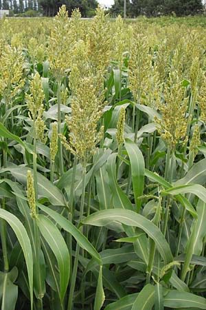 Sorghum bicolor agg. \ Mohrenhirse, Zucker-Hirse / Great Millet, D Achern 28.7.2012
