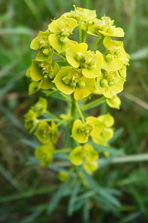 Euphorbia esula \ Esels-Wolfsmilch / Leafy Spurge, D Mannheim 29.4.2014