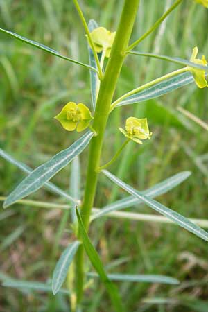 Euphorbia esula \ Esels-Wolfsmilch / Leafy Spurge, D Mannheim 29.4.2014