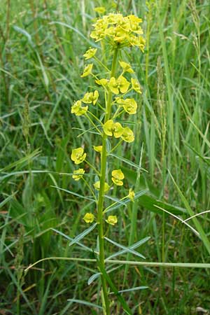 Euphorbia esula \ Esels-Wolfsmilch / Leafy Spurge, D Mannheim 29.4.2014