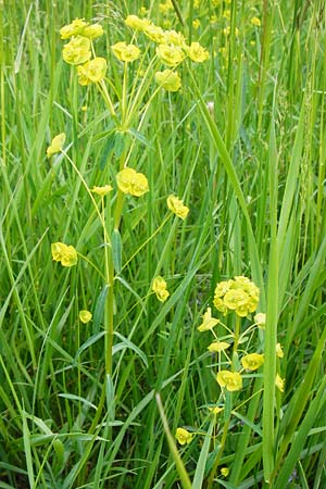 Euphorbia esula \ Esels-Wolfsmilch / Leafy Spurge, D Mannheim 29.4.2014