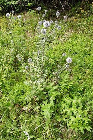 Echinops sphaerocephalus \ Drsenblttrige Kugeldistel, Rundkpfige Kugeldistel / Glandular Globe Thistle, D Rheinhessen, Wöllstein 9.8.2014
