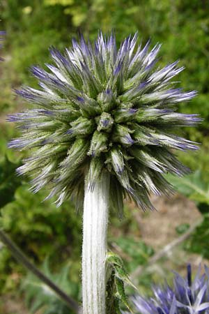 Echinops sphaerocephalus \ Drsenblttrige Kugeldistel, Rundkpfige Kugeldistel / Glandular Globe Thistle, D Rheinhessen, Wöllstein 9.8.2014