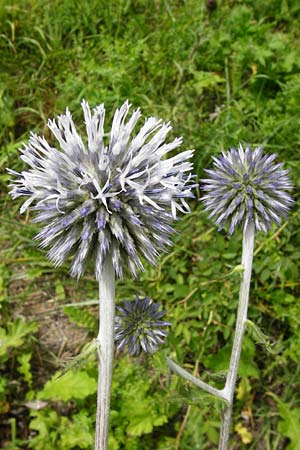 Echinops sphaerocephalus \ Drsenblttrige Kugeldistel, Rundkpfige Kugeldistel / Glandular Globe Thistle, D Rheinhessen, Wöllstein 9.8.2014