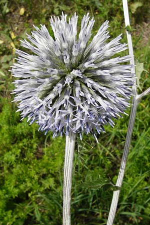 Echinops sphaerocephalus \ Drsenblttrige Kugeldistel, Rundkpfige Kugeldistel / Glandular Globe Thistle, D Rheinhessen, Wöllstein 9.8.2014