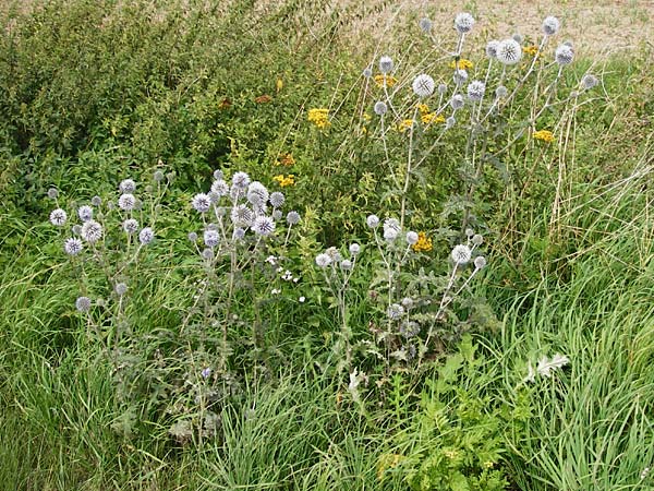 Echinops sphaerocephalus \ Drsenblttrige Kugeldistel, Rundkpfige Kugeldistel / Glandular Globe Thistle, D Rheinhessen, Wöllstein 9.8.2014