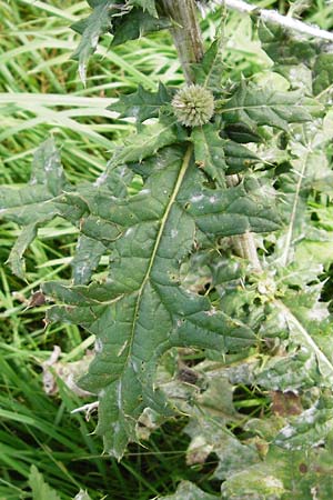 Echinops sphaerocephalus \ Drsenblttrige Kugeldistel, Rundkpfige Kugeldistel / Glandular Globe Thistle, D Rheinhessen, Wöllstein 9.8.2014