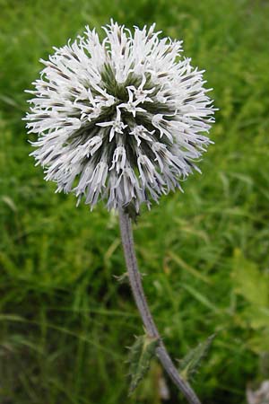 Echinops sphaerocephalus \ Drsenblttrige Kugeldistel, Rundkpfige Kugeldistel / Glandular Globe Thistle, D Rheinhessen, Wöllstein 9.8.2014