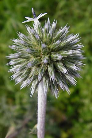 Echinops sphaerocephalus \ Drsenblttrige Kugeldistel, Rundkpfige Kugeldistel / Glandular Globe Thistle, D Rheinhessen, Wöllstein 9.8.2014