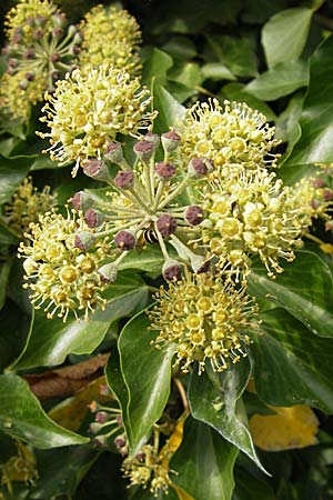 Hedera helix \ Efeu / Ivy, D Neuleiningen 12.10.2008