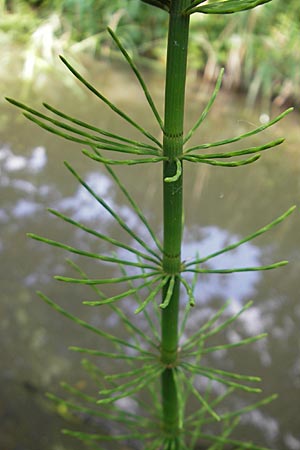 Equisetum fluviatile \ Teich-Schachtelhalm / Water Horsetail, D Günzburg 22.5.2009