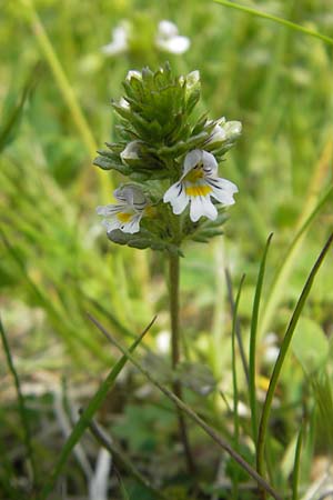 Euphrasia frigida \ Nordischer Augentrost / Cold Weather Eyebright, D Rhön, Wasserkuppe 30.5.2012