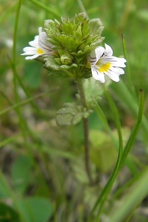 Euphrasia frigida \ Nordischer Augentrost / Cold Weather Eyebright, D Rhön, Wasserkuppe 30.5.2012