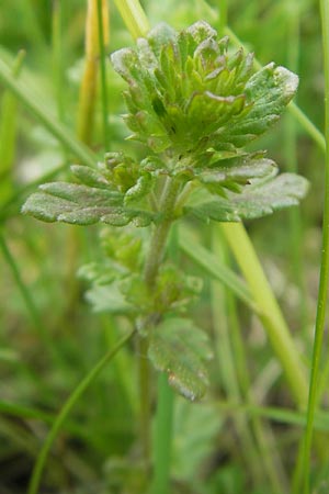 Euphrasia frigida \ Nordischer Augentrost / Cold Weather Eyebright, D Rhön, Wasserkuppe 30.5.2012