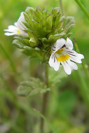 Euphrasia frigida \ Nordischer Augentrost / Cold Weather Eyebright, D Rhön, Wasserkuppe 30.5.2012