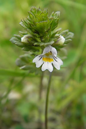 Euphrasia frigida \ Nordischer Augentrost / Cold Weather Eyebright, D Rhön, Wasserkuppe 30.5.2012