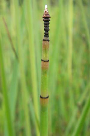 Equisetum hyemale \ Winter-Schachtelhalm / Rough Horsetail, Dutch Rush, D Mannheim 30.5.2012