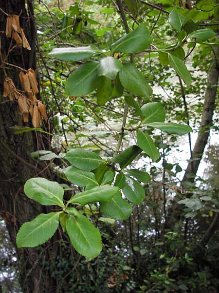 Euonymus fortunei \ Kletter-Spindelstrauch, Kriechspindel-Pfaffenh�tchen / Fortune's Spindle, D Frankfurt-Praunheim 22.9.2012