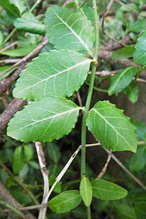 Euonymus fortunei \ Kletter-Spindelstrauch, Kriechspindel-Pfaffenh�tchen / Fortune's Spindle, D Frankfurt-Praunheim 22.9.2012