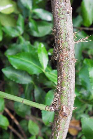 Euonymus fortunei \ Kletter-Spindelstrauch, Kriechspindel-Pfaffenh�tchen / Fortune's Spindle, D Frankfurt-Praunheim 22.9.2012