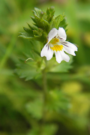 Euphrasia frigida \ Nordischer Augentrost / Cold Weather Eyebright, D Rhön, Wasserkuppe 6.7.2013