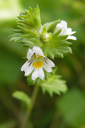 Euphrasia frigida \ Nordischer Augentrost / Cold Weather Eyebright, D Rhön, Wasserkuppe 6.7.2013