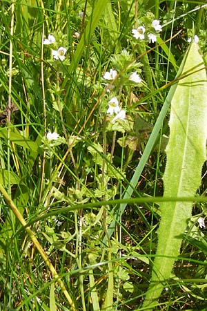 Euphrasia frigida \ Nordischer Augentrost / Cold Weather Eyebright, D Rhön, Wasserkuppe 6.7.2013