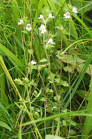 Euphrasia frigida \ Nordischer Augentrost / Cold Weather Eyebright, D Rhön, Wasserkuppe 6.7.2013