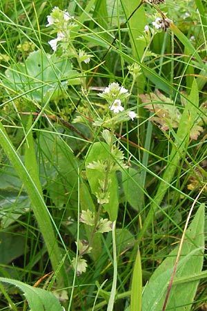 Euphrasia frigida \ Nordischer Augentrost / Cold Weather Eyebright, D Rhön, Wasserkuppe 6.7.2013