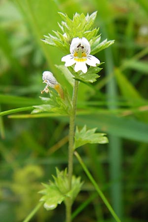 Euphrasia frigida \ Nordischer Augentrost / Cold Weather Eyebright, D Rhön, Wasserkuppe 6.7.2013