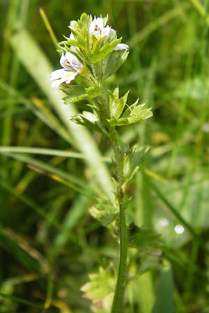 Euphrasia frigida \ Nordischer Augentrost / Cold Weather Eyebright, D Rhön, Wasserkuppe 6.7.2013