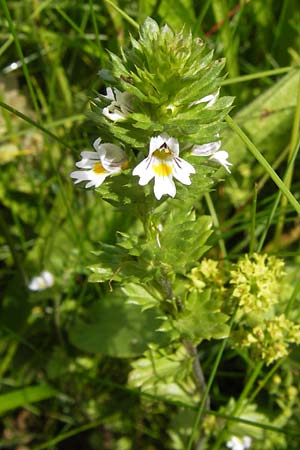 Euphrasia frigida \ Nordischer Augentrost / Cold Weather Eyebright, D Rhön, Wasserkuppe 6.7.2013