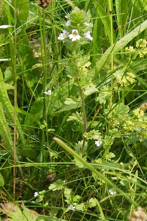 Euphrasia frigida \ Nordischer Augentrost / Cold Weather Eyebright, D Rhön, Wasserkuppe 6.7.2013