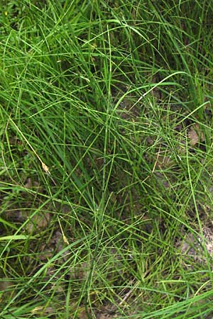 Equisetum fluviatile \ Teich-Schachtelhalm / Water Horsetail, D Odenwald, Airlenbach 26.7.2013