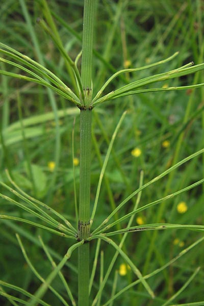 Equisetum fluviatile \ Teich-Schachtelhalm / Water Horsetail, D Odenwald, Airlenbach 26.7.2013