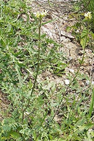 Erucastrum gallicum \ Franzsische Hundsrauke / Hairy Rocket, D Mannheim 1.5.2009