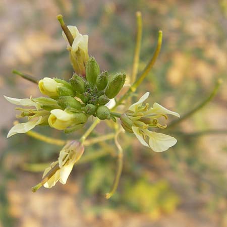 Erucastrum gallicum \ Franzsische Hundsrauke / Hairy Rocket, D Wiesloch 11.9.2012