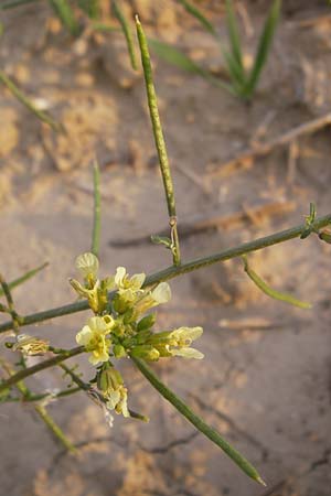 Erucastrum gallicum \ Franzsische Hundsrauke / Hairy Rocket, D Wiesloch 11.9.2012
