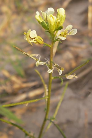 Erucastrum gallicum \ Franzsische Hundsrauke / Hairy Rocket, D Wiesloch 11.9.2012