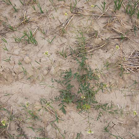 Erucastrum gallicum \ Franzsische Hundsrauke / Hairy Rocket, D Wiesloch 11.9.2012