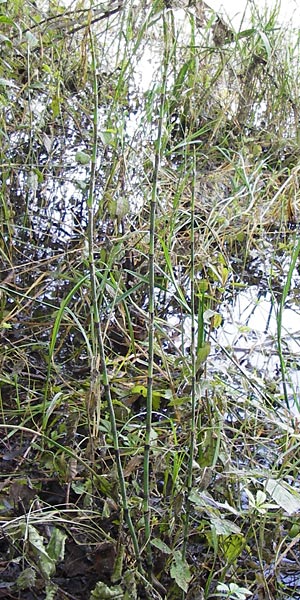 Equisetum x geissertii \ Geisserts Schachtelhalm / Geissert's Horsetail, D Au am Rhein 30.6.2013